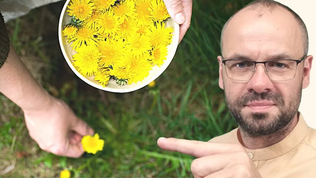 Jak zrobić herbatę z mniszka lekarskiego i cieszyć się zdrowiem