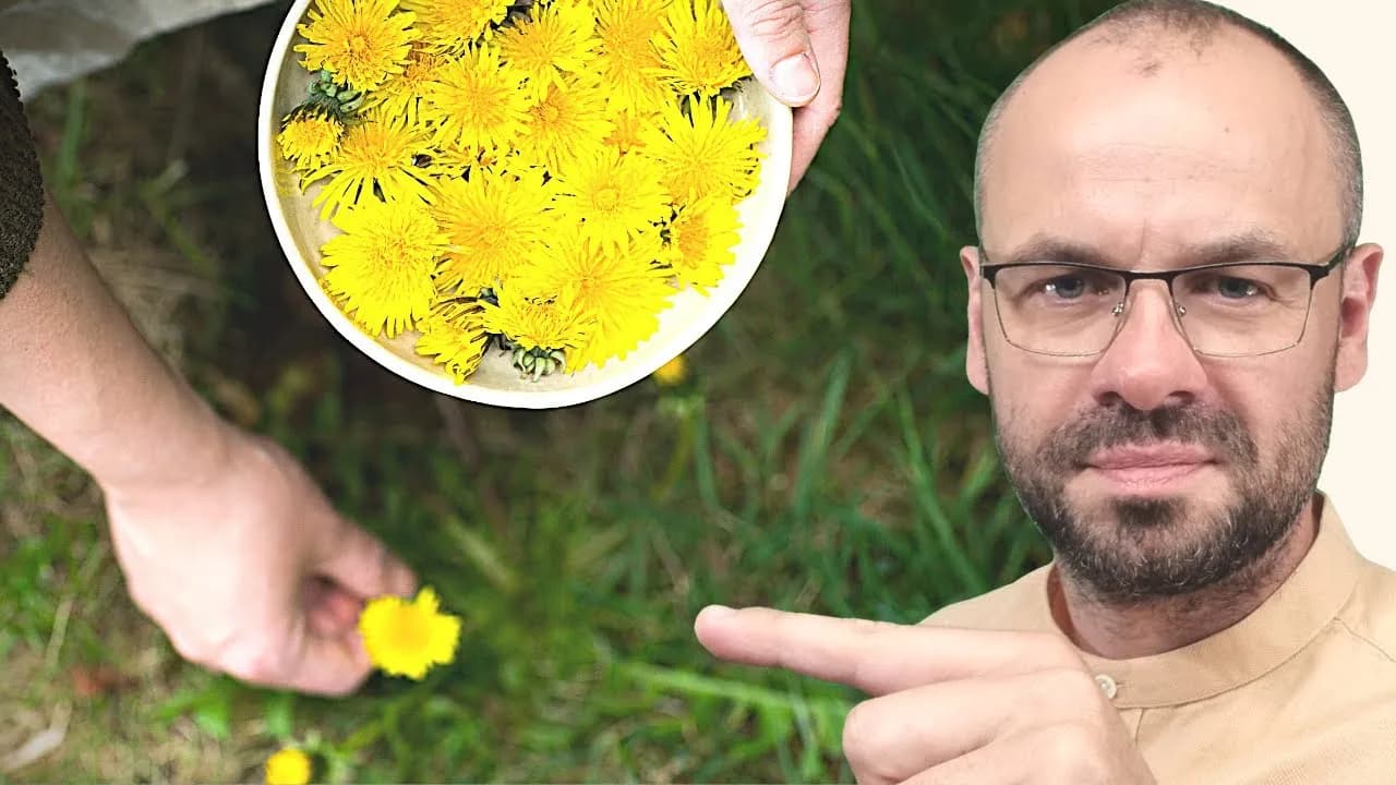 Jak zrobić herbatę z mniszka lekarskiego i cieszyć się zdrowiem