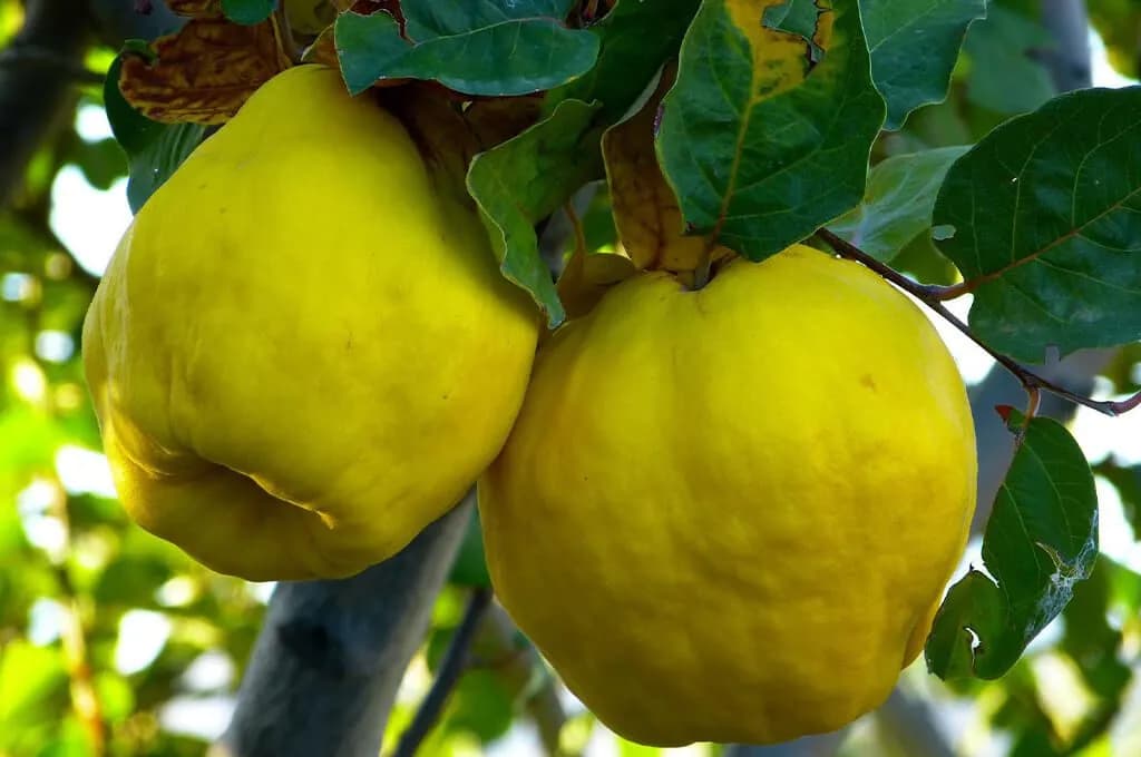 Jak przygotować pigwę do herbaty – proste sposoby na wyjątkowy napar